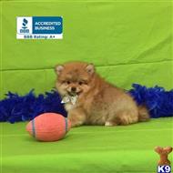 pomeranian puppy posted by Rhonda Wallace